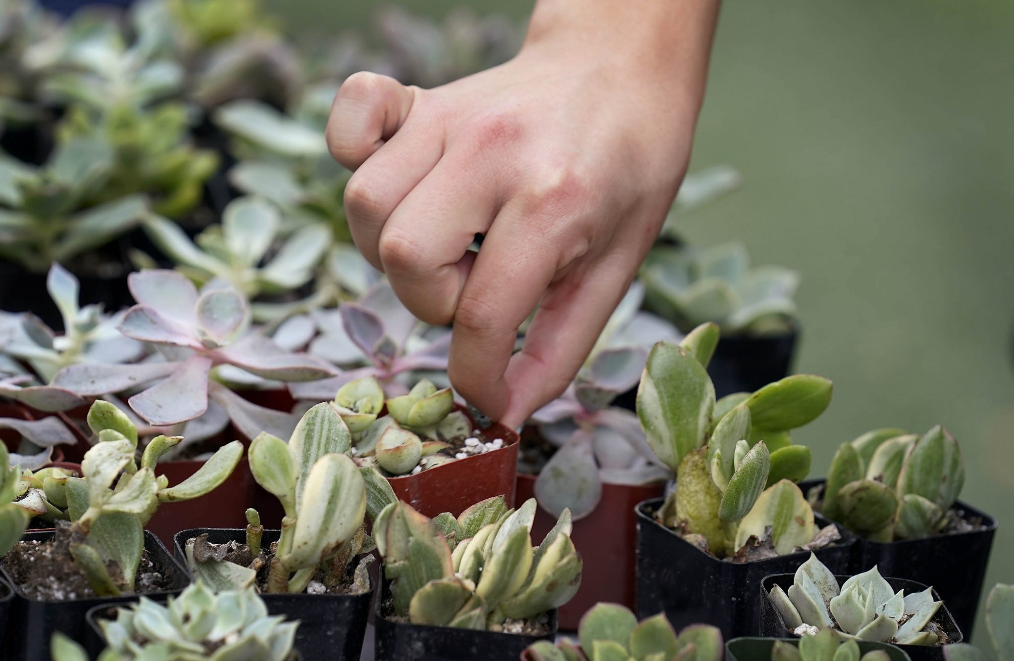 Socks and Succulents - GCU News