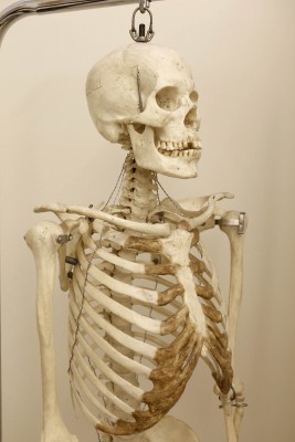A skeleton is also a learning tool in GCU's cadaver labs.